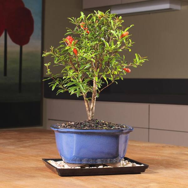 brussel's BONSAI Pomegranate DT0609PG