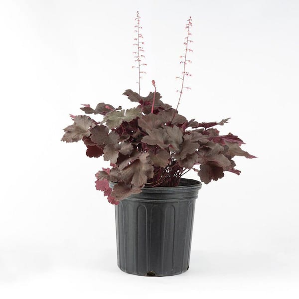 Unbranded 2 Gal. Magma Coral Bells (Heuchera), Live Perennial Plant, Bright Red-Pink Foliage