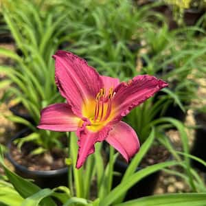 2.5 Qt. Purple De Oro Daylily, Live Perennial Plant, Purple Blooms with Yellow Throats