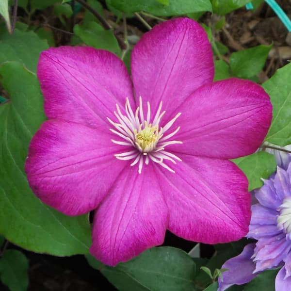 Clematis Ville de Lyon-4 Live Plants in 3.5 in. Growers Pots-Beautiful Starter Flowering Vine Ready for The Garden