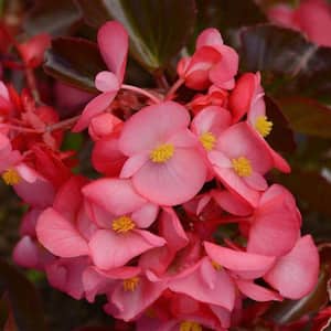 Big Begonia Bronze Leaf Annual Plant with Rose Colored Flowers (5-Pack)