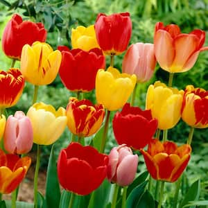 12/+ cm, Darwin Hybrid Tequila Sunrise Mix Tulip Flower Bulbs (Bag of 250)