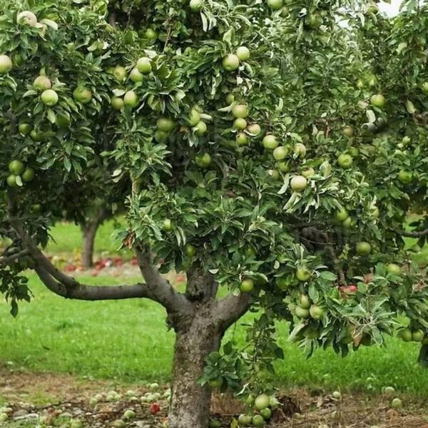 7 gal. Grannysmith Semi Dwarf Apple Decidous Tree APPGRA07GD - The