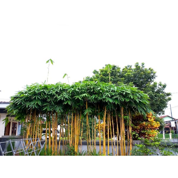 Online Orchards 5 gal. Golden Bamboo Shrub – Fast-Growing