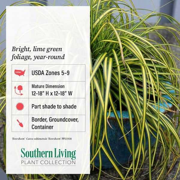 SOUTHERN LIVING 2.5 Qt. Evercolor Eversheen Carex (Sedge Grass
