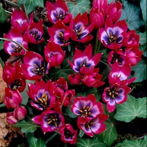 Tulips Bulbs Little Beauty (Set of 12)