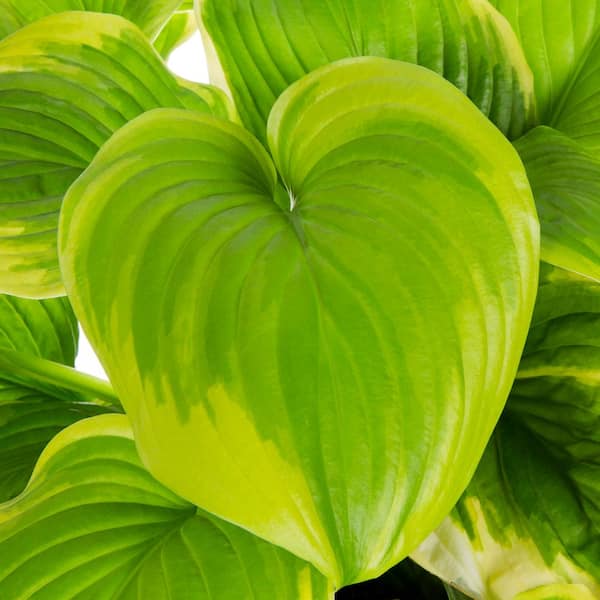 1.5 Gal. Hosta Fragrant Bouquet Plant