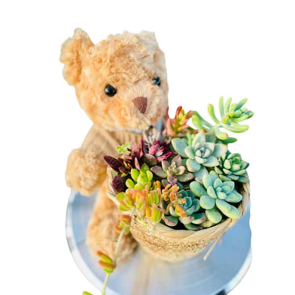 Succulent Cut Flower Planter Brown Teddy Bear Basket for Indoor Gardening,Outdoor Use, Decorative Garden Container