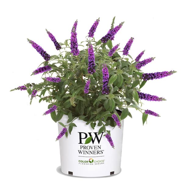 PROVEN WINNERS 5 Gal. Miss Violet Buddleia Shrub with Dark Purple-Violet Flowers