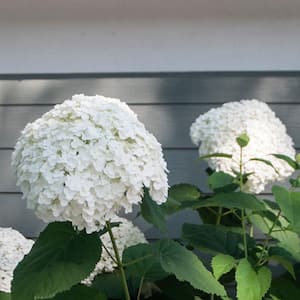 2 Gal. Incrediball Smooth Hydrangea (Arborescens) Live Shrub with White Flowers