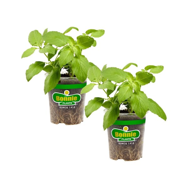 Bonnie Plants Holy Basil 19.3 oz. 2-Pack Live Plants 208133 - The Home Depot