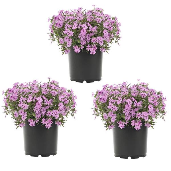 METROLINA GREENHOUSES 2 Qt. Pink Phlox Subulata Perennial Plant (3-Pack ...