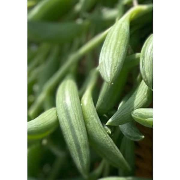 Unbranded Senecio Radicans Vibrant Indoor/Outdoor Green Frond Plant - Nature's Art, Shipping Height 2 in. to 3 in.