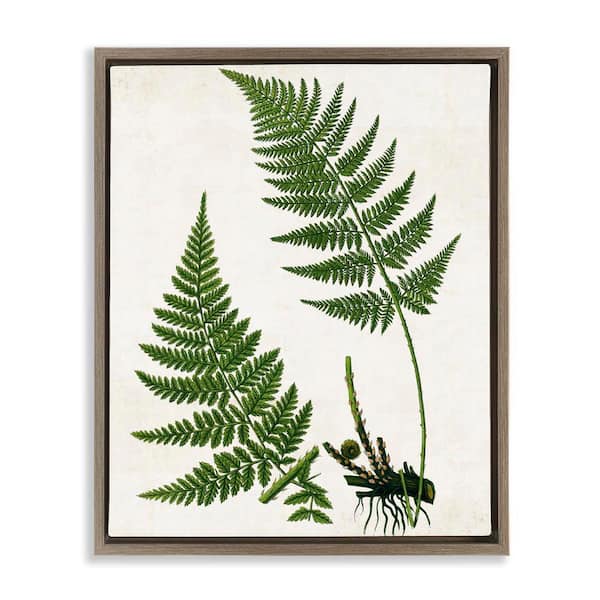 Stupell Industries Two Ferns Nature Study by Susan Arnot Brown Floater Frame Nature Graphic Art Print 31 in. x 25 in.