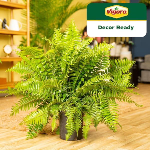 Macho Indoor/Outdoor Fern in 8.75 in. Grower Pot, Avg. Shipping Height 2-3 ft. Tall (2-Pack)