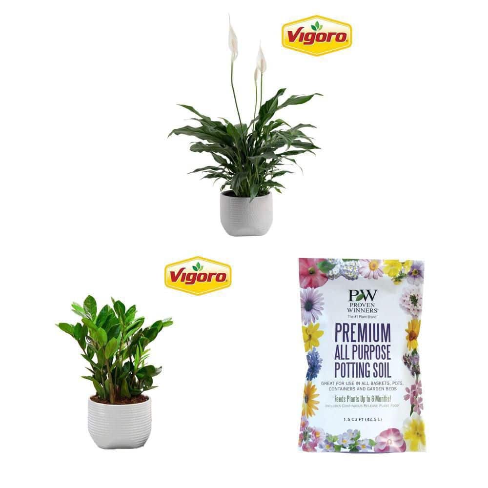 6 in. Peace Lily (1-2 ft. Tall) and ZZ Plant (10 in. Tall) with 1.5 cu. ft. Potting  Soil - The Home Depot