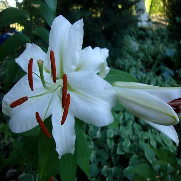 OnlinePlantCenter 1 gal. Casa Blanca Oriental Lily Plant