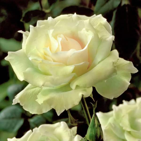 national PLANT NETWORK Bare Root Rose Mint Julep Hybrid Tea with