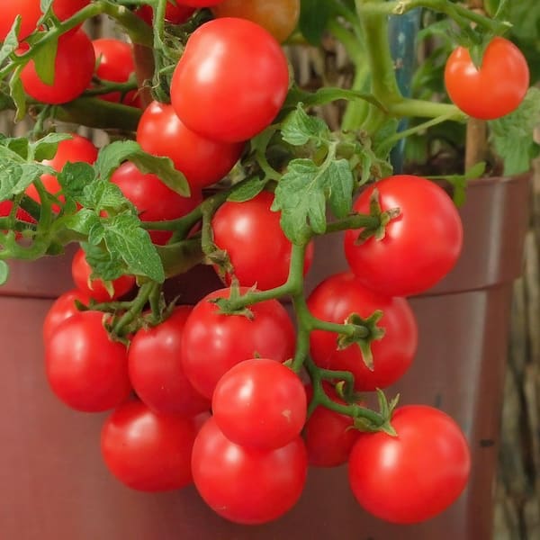 national PLANT NETWORK 6.1 in. Mini Tomato Healthy Seed Grow Kit