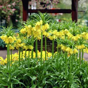 Yellow Fritillaria Lutea Bulbs (3-Pack)