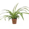 Spider Plant 6 in. Pot (2-Pack) THD100007 - The Home Depot