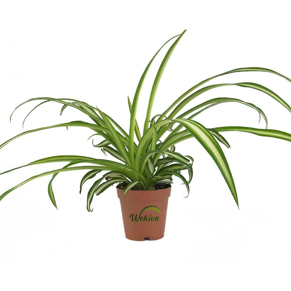 Spider Plant  The Tree Center™