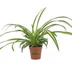 Wekiva Foliage 2 in. Enchanting Spider Plant - Live Plant