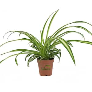 Spider Plant - Reverse Variegated – Tristar Plants