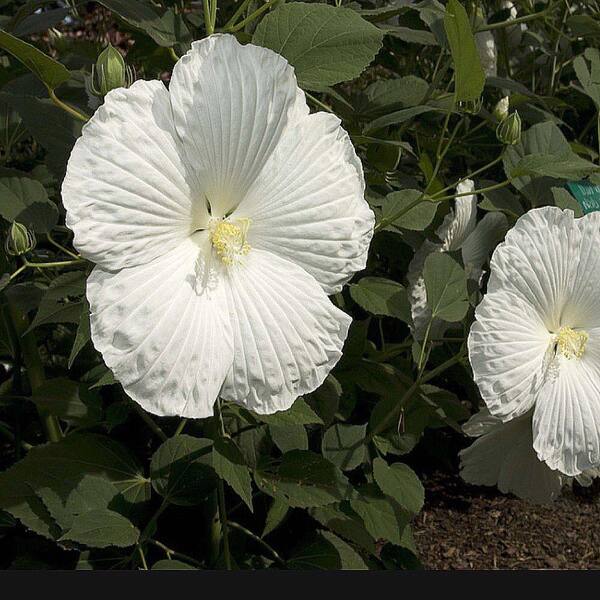 OnlinePlantCenter 2 gal. Blue River II Hibiscus or Althea Shrub