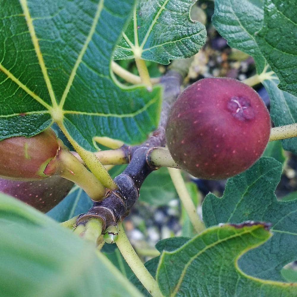 Brown Turkey Fig Tree in 1-Gallon Black Container