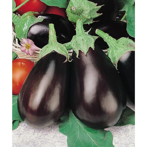 Pennington 6 in. Black Beauty Eggplant Plant (2-Pack)