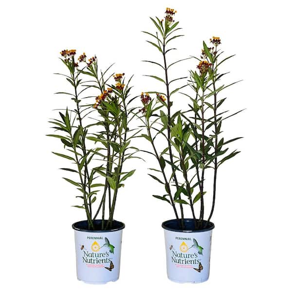 Pure Beauty Farms 2.5 qt. Asclepias Butterfly Weed Plant Red Flower in Grower's Pot (2-Packs)