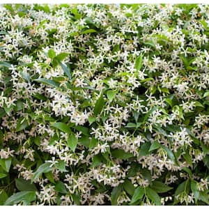 5 Gal. Staked Star Jasmine Evergreen Vine Plant