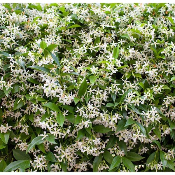 Alder & Oak 5 Gal. Staked Star Jasmine Evergreen Vine Plant