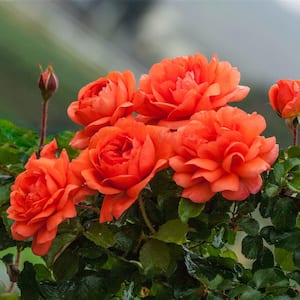 Above All Climbing Rose, Dormant Bare Root Plant with Salmon Orange Flowers (1-Pack)