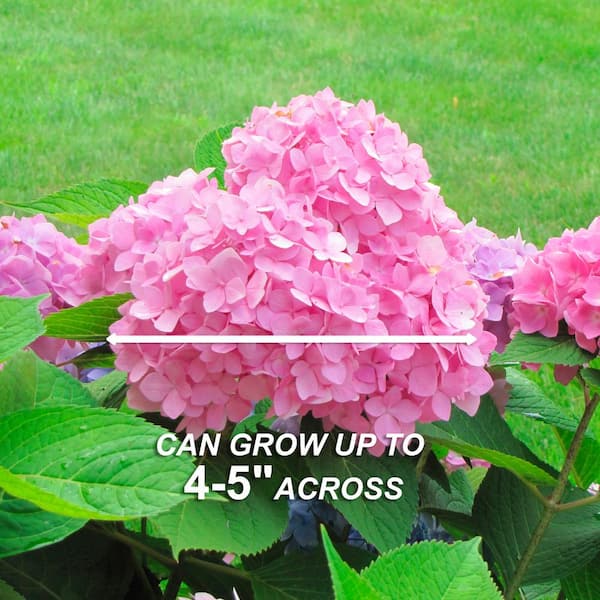 Hydrangea Paniculata Gorgeous Pink Hydrangea Plant In 5 Litre Pot ...