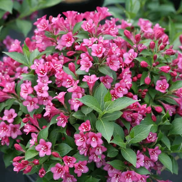 2 Gal. Snippet Dark Pink Dwarf Weigela (Florida) Live Shrub, Deep Green Foliage and Vivid Pink Flowers