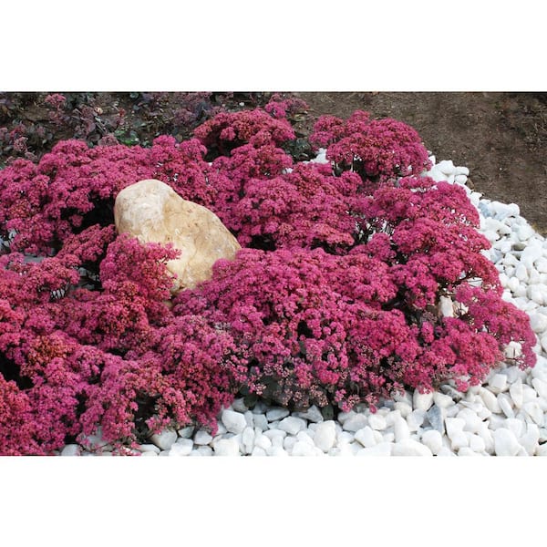 Plants That Work Stonecrop (Sedum) Dazzleberry