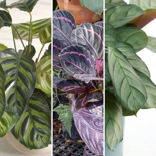 national PLANT NETWORK 4 in. SpaceScape Houseplant Prayer Plant