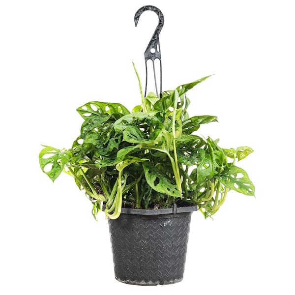 Perfect Plants Swiss Cheese Vine Monstera Adansonii in 8 in. Hanging Basket  THD00593 - The Home Depot
