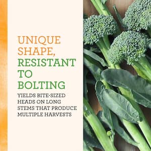 25 oz. Stir Fry Broccoli Plant