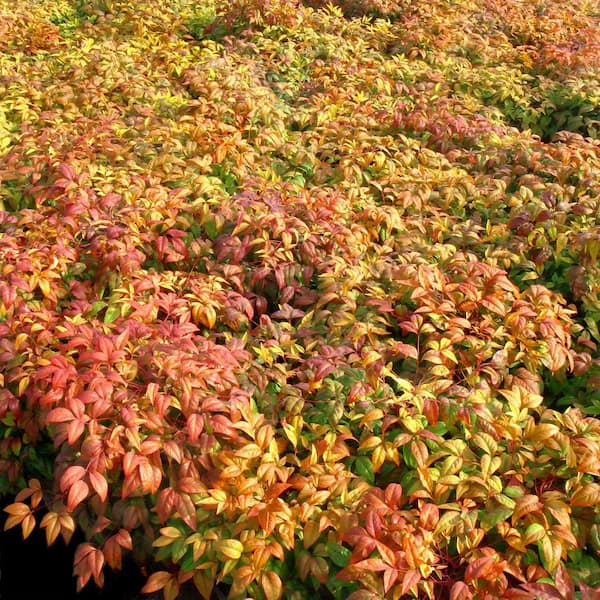national PLANT NETWORK 2.25 Gal. Nandina Fire Power Shrub