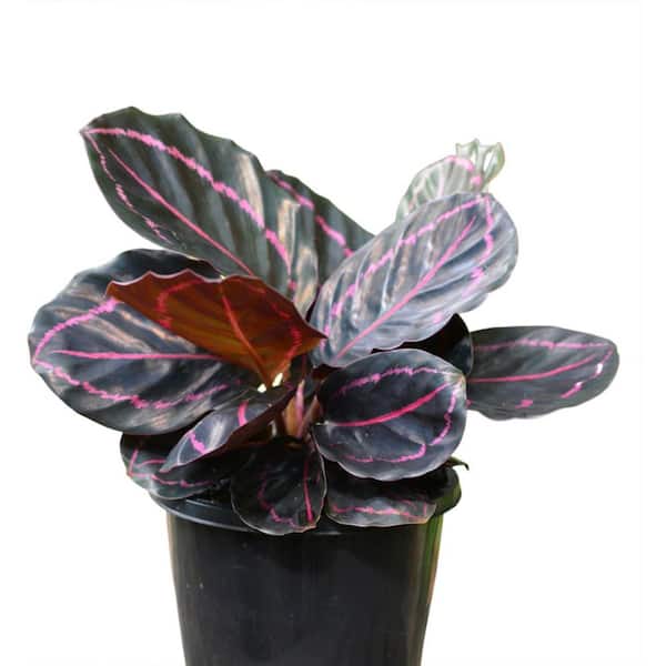 Wekiva Foliage Calathea Dottie-5 Live Plants in 4 in. Growers Pots-Calathea Roseopicta Dottie-Houseplants from the Nursery