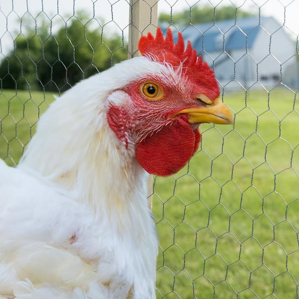 YARDGARD 2 in. Mesh x 4 ft. x 25 ft. 20-Gauge Galvanized Poultry Netting