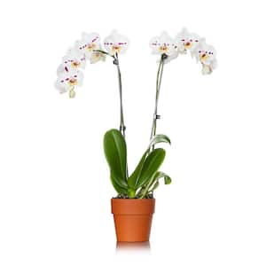 Rustic 5 in. Orchid in Terra Cotta Pot