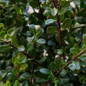 2.5 Qt. Compacta Japanese Holly(Ilex), Live Evergreen Shrub