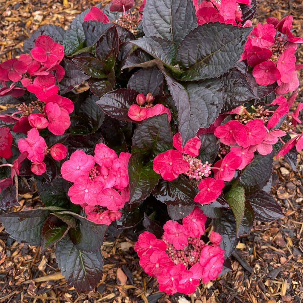 1 Gal. Pot, Pink Dynamo Hydrangea Potted Flowering Shrub (1-Pack) price history on PriceWatchPro