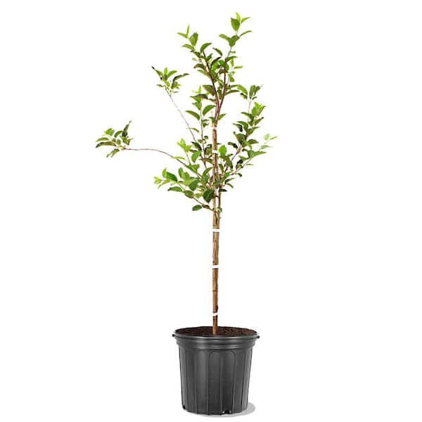5 Gal. Golden Delicious Apple Deciduous Fruit Tree