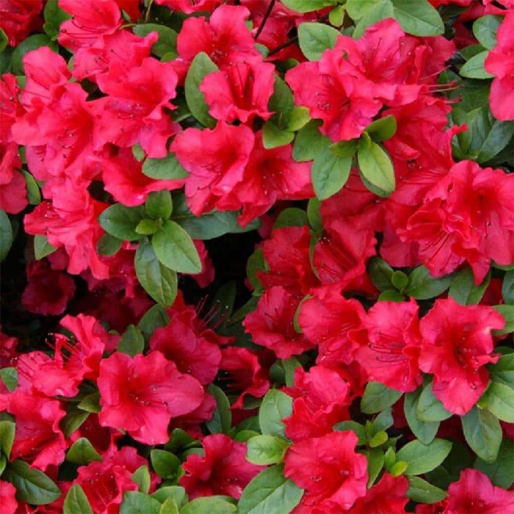 1 Gal. Azalea Johanna Live Flowering Evergreen Shrub, Red Flowers price history on PriceWatchPro
