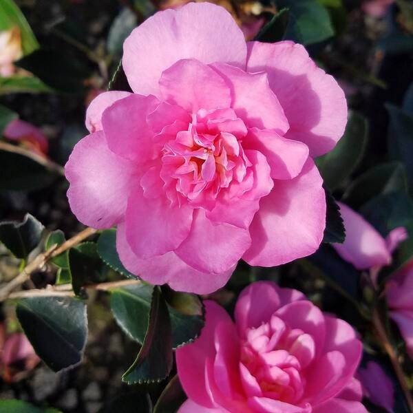 Unbranded 9.25 in. Pot - Usi Beni Camellia(sasanqua) - Evergreen Shrub with Pink Ruffled Blooms, Live Plant